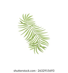 Tropical leave vector icon. Phoenix palm leaf isolated on white background. Simple flat vector illustration for your design style