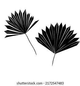 Tropical leaves. Abstract cartoon design. Jungle vector art. Palm foliage.