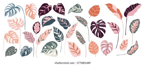 Tropical leaves and abstract exotic plan vector design elements on the white background.