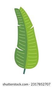 Tropical leaves and abstract exotic plant vector design elements on the white background. Flat Design jungle leaves. Nature plant tropical leaves