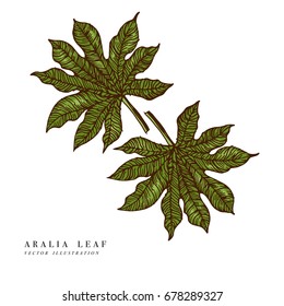 Tropical leaves - aralia. Hand drawn background. Vector illustration. Engraved jungle leaf isolated on white background