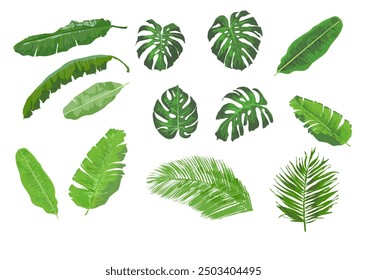 tropical leaves banana, monstera, palm tree -vector illustration, set