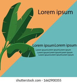 Tropical leaves banana on orange and blue background ,green leaves flat vector banner,illustration vector 