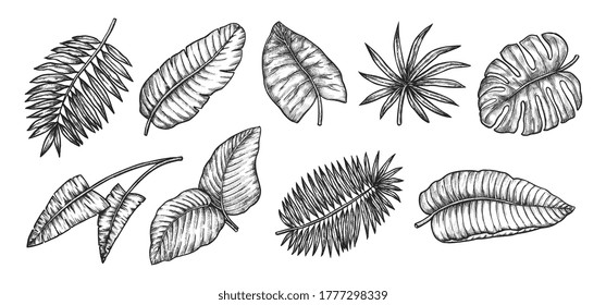 Tropical leaves of banana palm, monstera, coconut and other exotic tree. Vector tropic leaf and jungle flora sketch hand draw style 