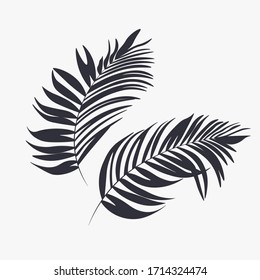 tropical leaves in black on a white background