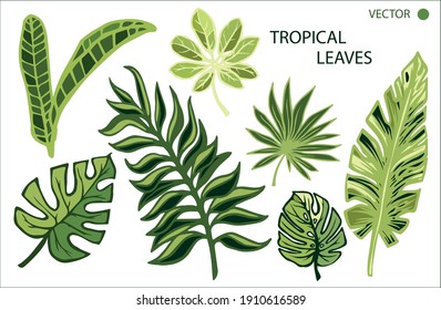 tropical leaves, bright colored, vector isolated objects set, juicy green