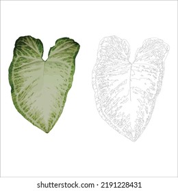 hojas tropicales, colores vivos, conjuntos de objetos vectoriales aislados, verde jugoso