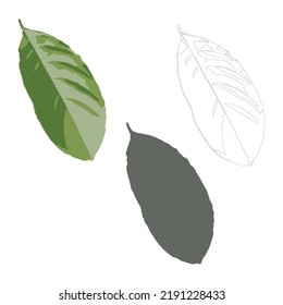 tropical leaves, bright colored, vector isolated objects set, juicy green