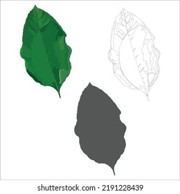 tropical leaves, bright colored, vector isolated objects set, juicy green