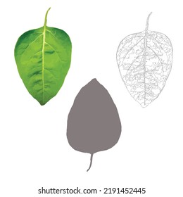tropical leaves, bright colored, vector isolated objects set, juicy green.