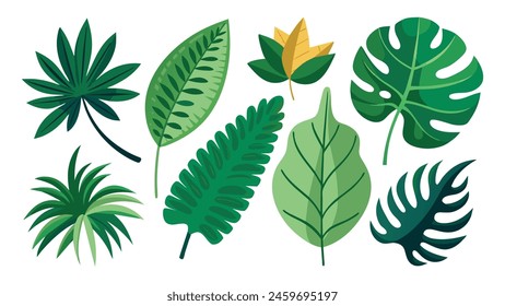 Hojas tropicales. Flores y palmeras exóticas de la selva de dibujos animados. Plátano, filodendros, plumeria, hoja de monstruo aislado sobre fondo blanco. Elementos florales. Juego de colección de Vector.