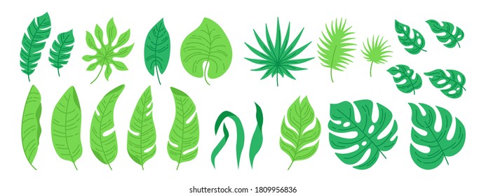 Tropical leaves cartoon set. Exotic abstract foliage, flat plants. Monstera, palm and wild leaf collection. Hawaiian hand drawn green elements jungle. Vector illustration on white background