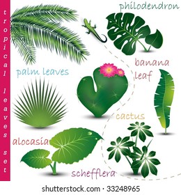 Tropical Leaves Collection