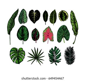 Tropical leaves collection. Botanical hand drawn illustration. Engraving style