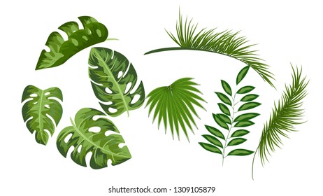 Tropical leaves collection drawing vector isolated elements on white background,flyers, invitation,brochure,spring,summer,posters,bag and t-shirt print,banners
