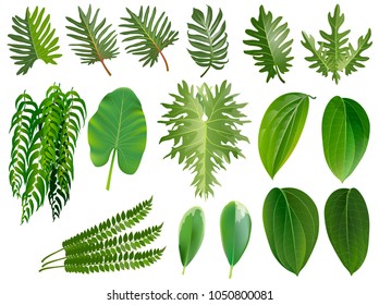 Tropical leaves collection. Engraved jungle leaves. Palm leaves. Vector illustration.  Green flat icon. vector, Isolated on white background.