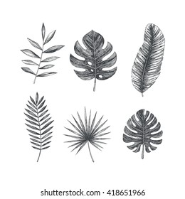 Tropical leaves collection. Engraved jungle leaves. Palm leaves. Vector illustration