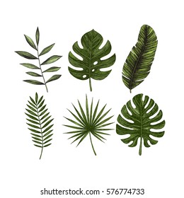 Tropical leaves collection. Engraved jungle leaves. Palm leaves. Vector illustration