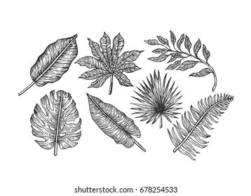 Tropical leaves collection. Engraved jungle leaves set. Palm leaves. Vector illustration