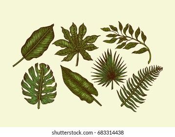 Tropical leaves collection. Engraved jungle leaves set. Palm leaves. Vector illustration