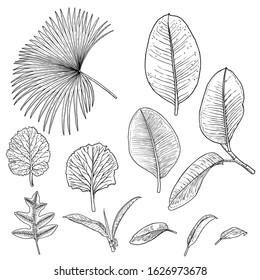 Tropical leaves collection. Isolated fern elements on white background. Set of jungle forest and domestic home leaf, exotic eucalyptus foliage, natural real live palm leaves, herbs drawing. Vector.