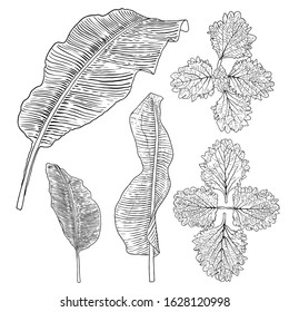 Tropical leaves collection. Isolated fern elements on white background. Set of jungle forest and domestic home leaf, exotic eucalyptus foliage, natural real live palm leaves, herbs drawing. Vector.