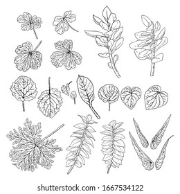 Tropical leaves collection. Isolated fern elements on white background. Set of jungle forest and domestic home leaf, exotic eucalyptus foliage, natural real live palm leaves, herbs drawing. Vector.