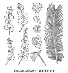 Tropical leaves collection. Isolated fern elements on white background. Set of jungle forest and domestic home leaf, exotic eucalyptus foliage, natural real live palm leaves, herbs drawing. Vector.