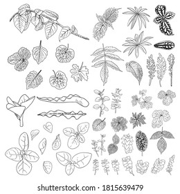 Tropical leaves collection. Isolated fern elements on white background. Set of jungle forest and domestic home leaf, exotic eucalyptus foliage, natural real live palm leaves, herbs drawing. Vector.