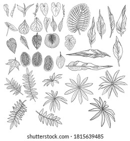 Tropical leaves collection. Isolated fern elements on white background. Set of jungle forest and domestic home leaf, exotic eucalyptus foliage, natural real live palm leaves, herbs drawing. Vector.