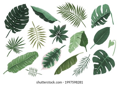 Tropical leaves collection, monstera plant branch and fan palm leaf, various hand drawn exotic foliage illustration, trendy tropic greenery, isolated vector objects, detailed boho style drawing