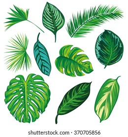 Tropical Leaves Collection on isolate vector. Beautiful Set. Vector illustration. Eps 10.