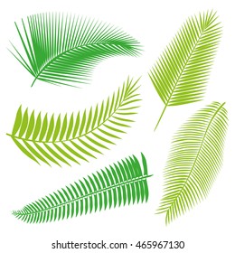 Tropical Leaves Collection on isolate vector. Beautiful Set. Vector illustration. Eps 10.