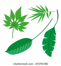 Tropical Leaves Collection on isolate vector. Beautiful Set. Vector illustration. Eps 10.
