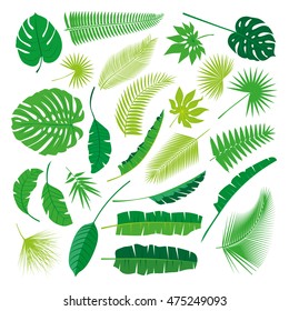 Tropical Leaves Collection on isolate vector. Beautiful Set. Vector illustration. Eps 10.
