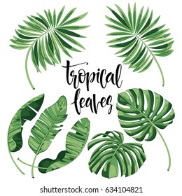 Tropical Leaves Collection on isolate vector. Beautiful Set. Vector illustration.