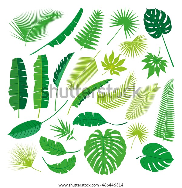 Coleção de Folhas Tropicais em fundo isolado. Belo conjunto. Ilustração