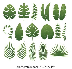 Tropical leaves collection on white background, for your design elements, Vector and Illustration.