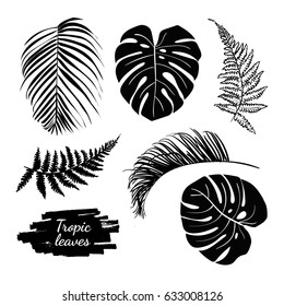 Tropical leaves collection set. Decorative plant elements from the jungle isolated on the white background. 