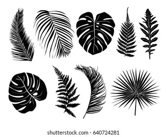 Tropical leaves collection set. Decorative plant elements from the jungle isolated on the white background.