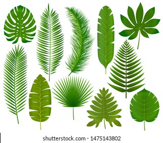 Tropical leaves collection vector illustration