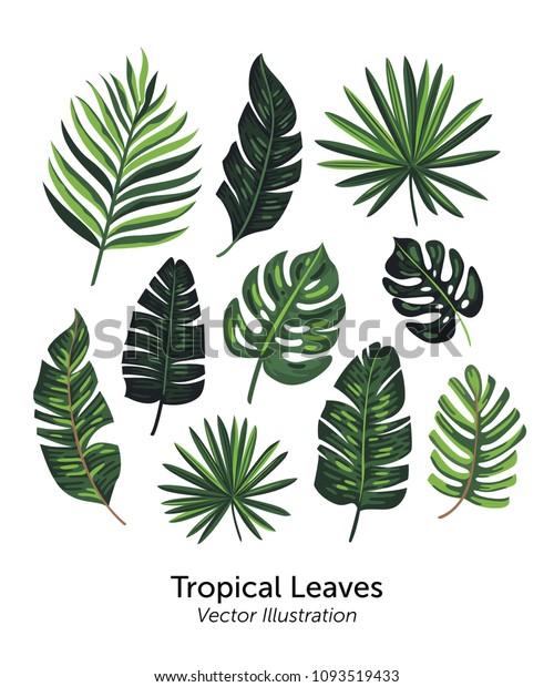 Tropical Leaves Collection Vector Illustration Isolated Stock Vector ...