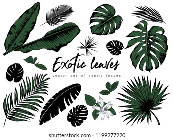 Tropical leaves collection. Vector isolated elements on the white background.