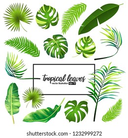 Tropical leaves collection. Vector isolated elements on the white background.