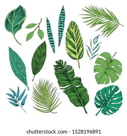 Tropical leaves collection. Vector isolated elements on the white background.