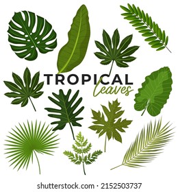 Colección de hojas tropicales. El vector aisló elementos en el fondo blanco.