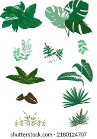 tropical leaves collection vector isolated elements on white background