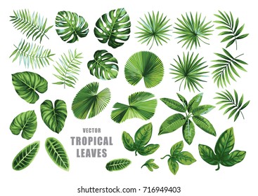 Tropical leaves collection. Vector isolated elements on the white background. - Shutterstock ID 716949403