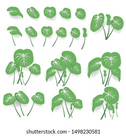 Tropical leaves concept. Collection various of green.