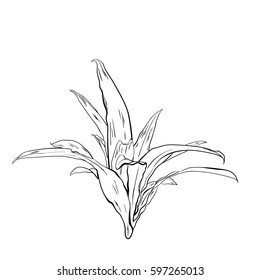 Tropical leaves, dense jungle. hand painted pattern. Vector.